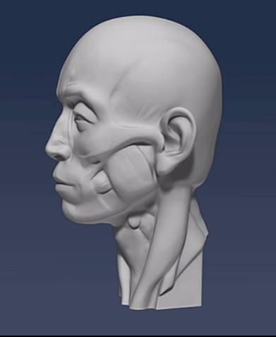 [高分]求一个玛雅或者zbrush或者3dmax的人头面部肌肉模型,学画用!