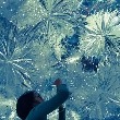 鲁冰花摇曳