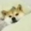 做图狗dog
