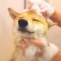 做设计。