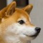 小小黑