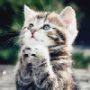 猫妞先生