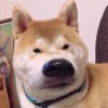 韭菜鸡蛋