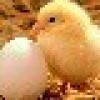 北冰风韵*21