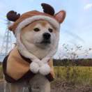 肆