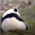 迷你小可爱