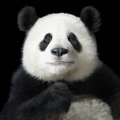橙11