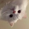 偷吃猫的鱼