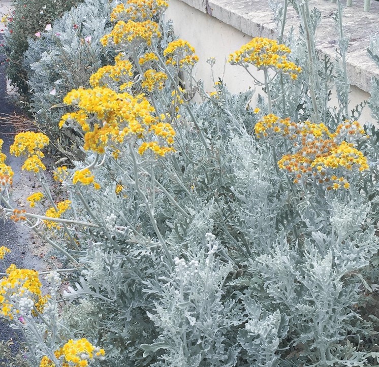 春羽惊春