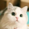 KK猫