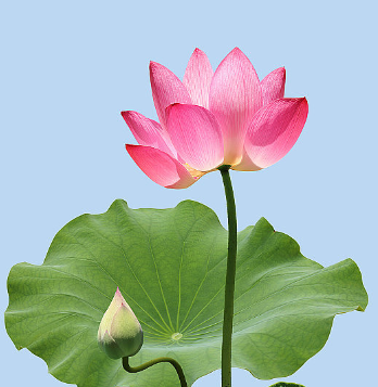 miaoyinyun