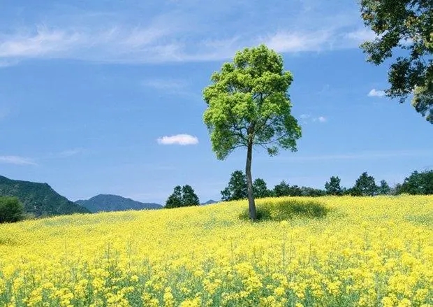 似斯斯侘寂