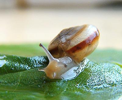 蜗牛为什么会脱壳呢