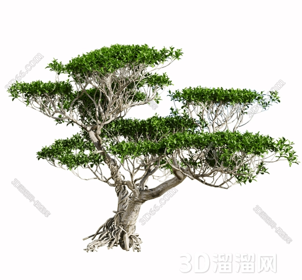 自然木形状　肥松 园林景观常用的松木类木材有哪些？-3D溜溜网
