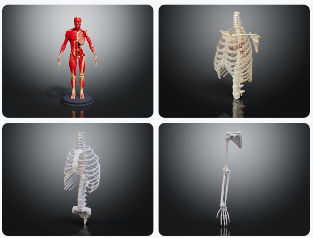 医学生必备！这几款人体骨骼3D模型素材软件可以帮你更好地理解人体结构！-3d溜溜网