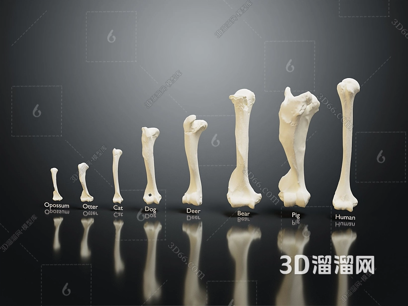 3d骨骼模型如何缩放? 3d骨骼模型如何缩放?