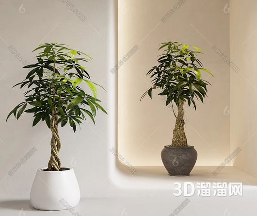 客厅风水中适合摆放什么植物? 客厅风水中适合摆放什么植物?